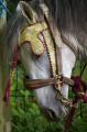  Le Maroc fete son Moussem a Evry-Bondoufle  - Les chevaux marocains Les Chevaux Marocains 096